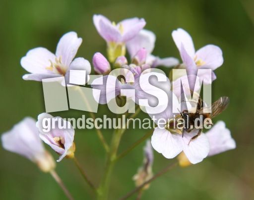Wiesenschaumkraut-69.jpg